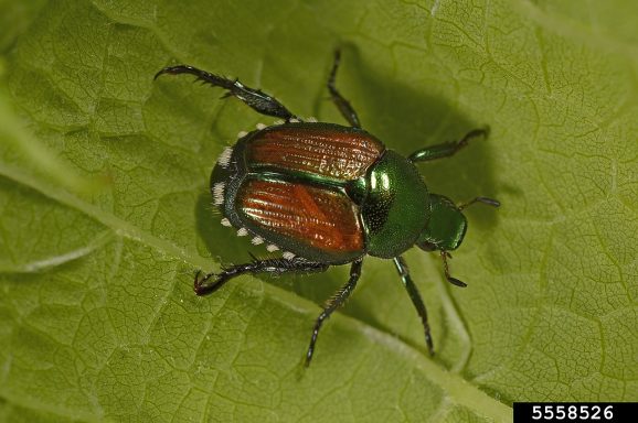 Von Joseph Berger, Bugwood.org - https://www.forestryimages.org/browse/detail.cfm?imgnum=5558526, CC BY 3.0 us, https://commons.wikimedia.or